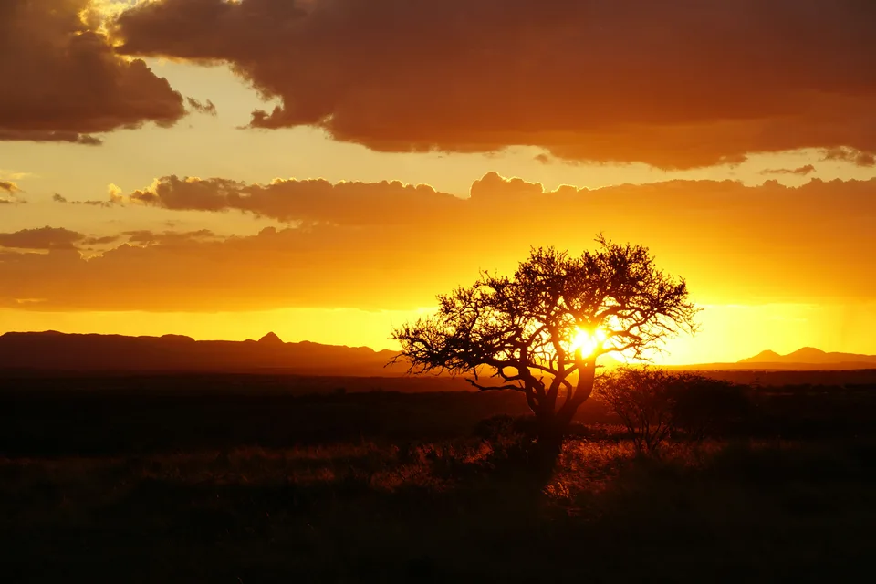 Silhouette eines einzelnen Baums vor einem leuchtend orangefarbenen Sonnenuntergang.