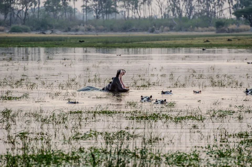 Flusspferde zwischen Wasserpflanzen in einer flachen Aue.