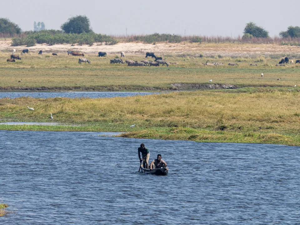 Zwei Menschen in einem schmalen Boot auf einem breiten Fluss, dahinter Zebras und Rinder.