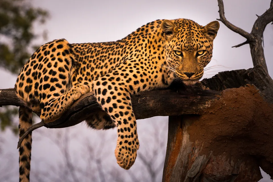 Leopard auf einem Ast.