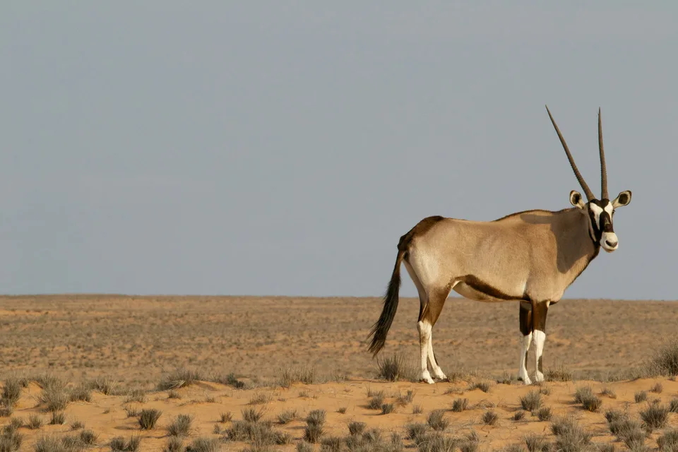 Oryx in offenem trockenem Gelände.