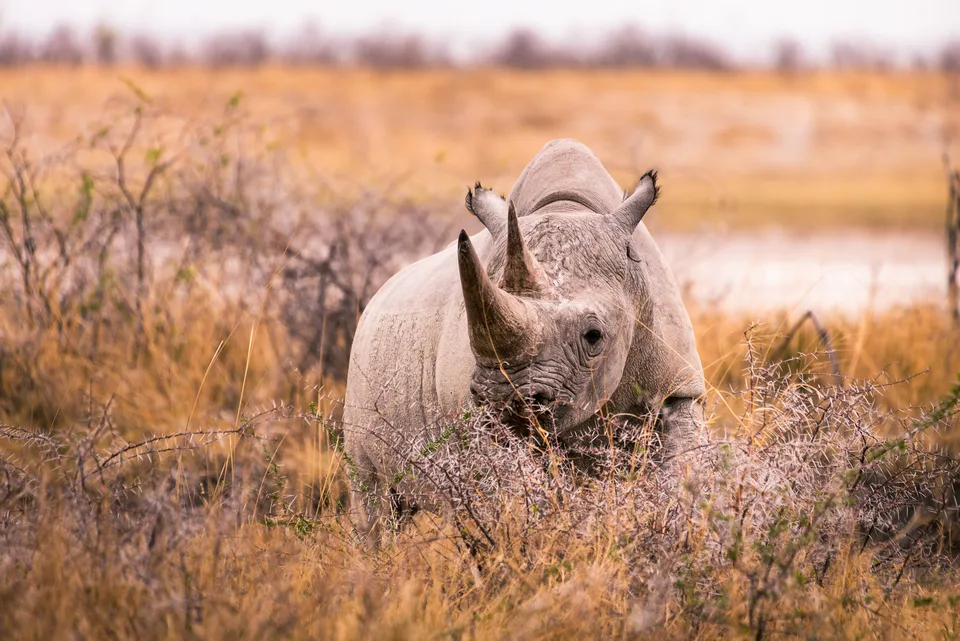 Nashorn im Busch aus kurzer Distanz.