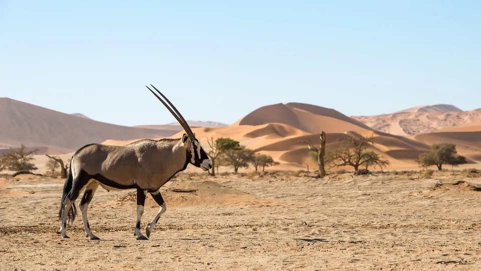 Oryx vor orangefarbenen Dünen in trockener Landschaft.