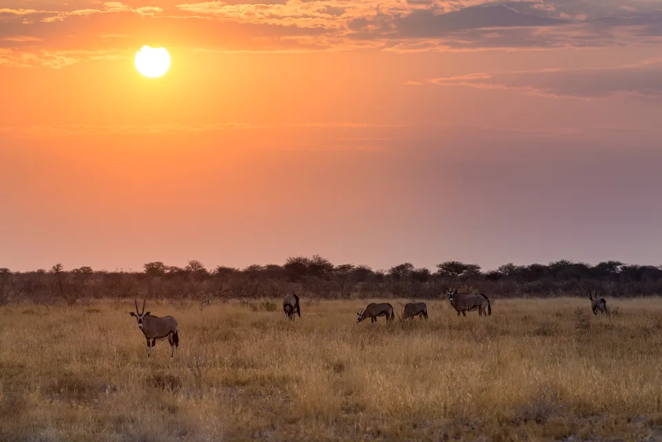 Wildtiere in der Savanne unter großer orangefarbener Sonne.