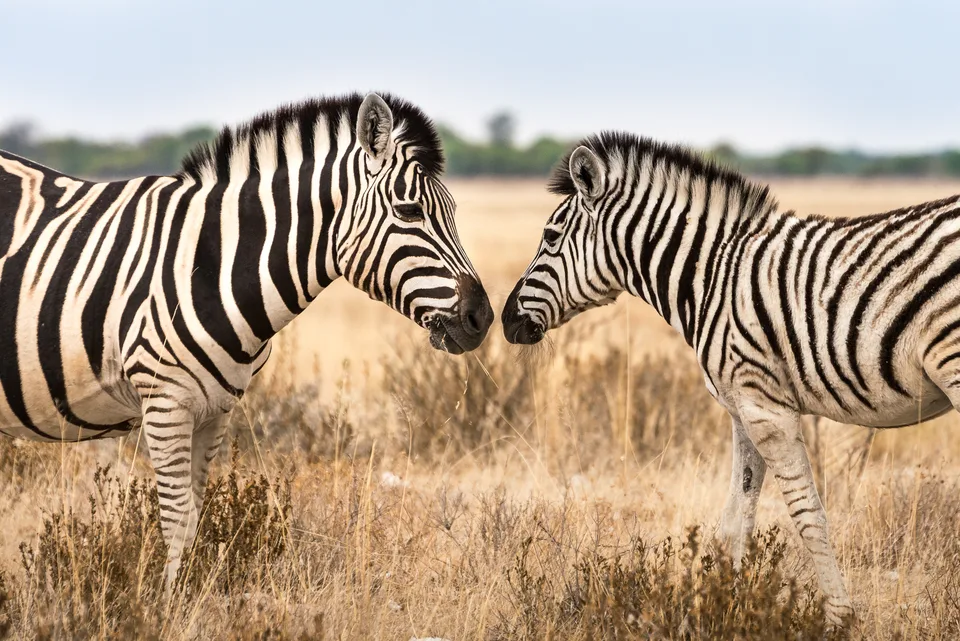 Zwei Zebras stehen sich im trockenen Gras gegenüber.